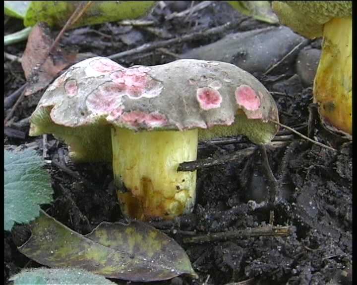 Xerocomus rubellus    Qulet